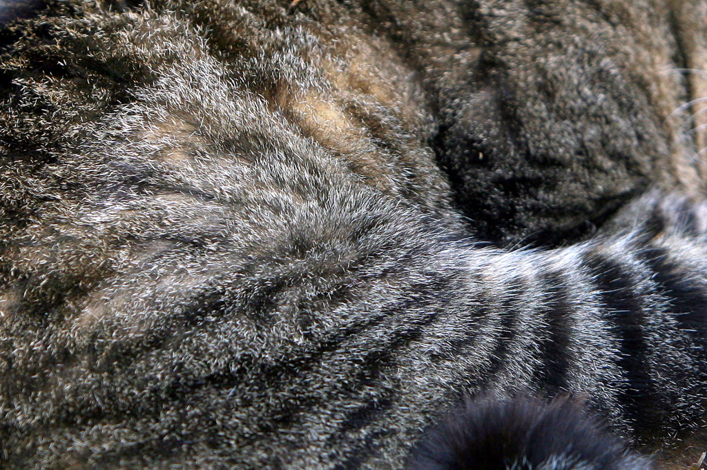 猫（部分）