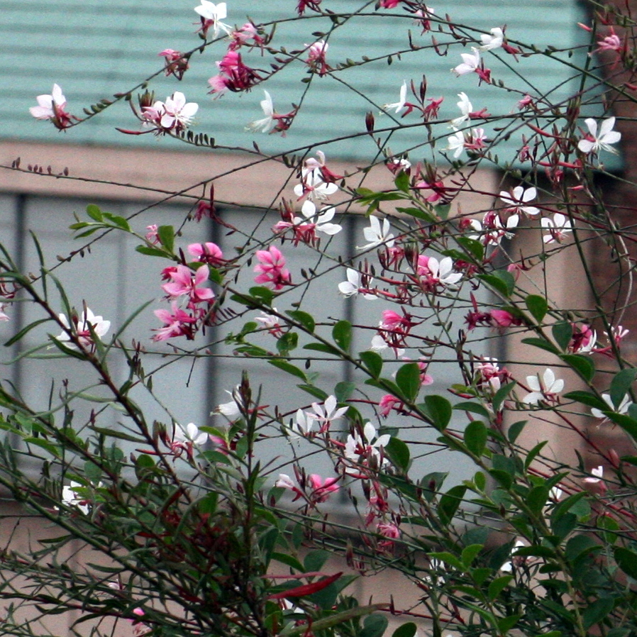 花簾