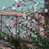 花簾