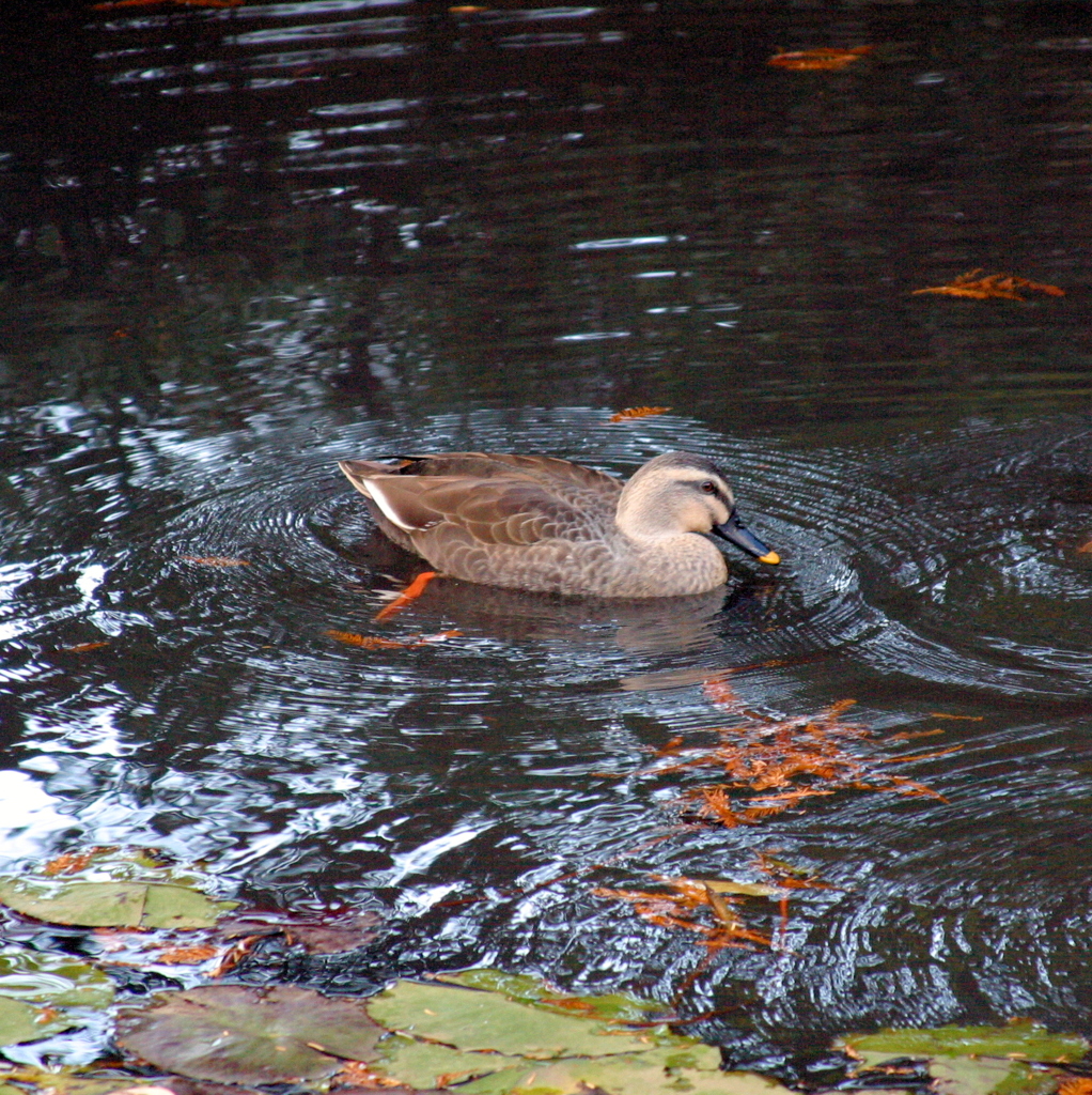 森林公園のカモ