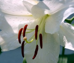 盛夏に-1