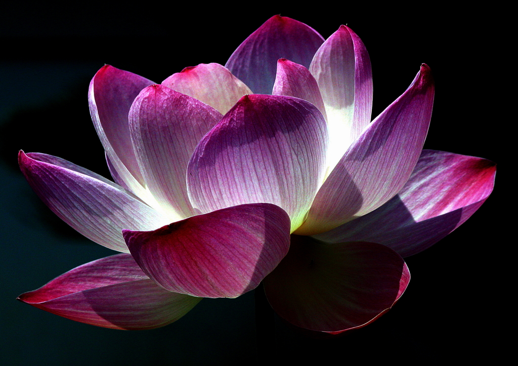 光の中の花-3