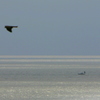 Oh, the Pacific, be Calm like Thy Name.