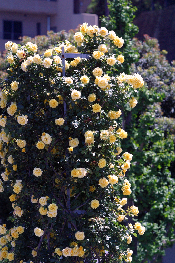 横須賀ベルニー公園の薔薇111