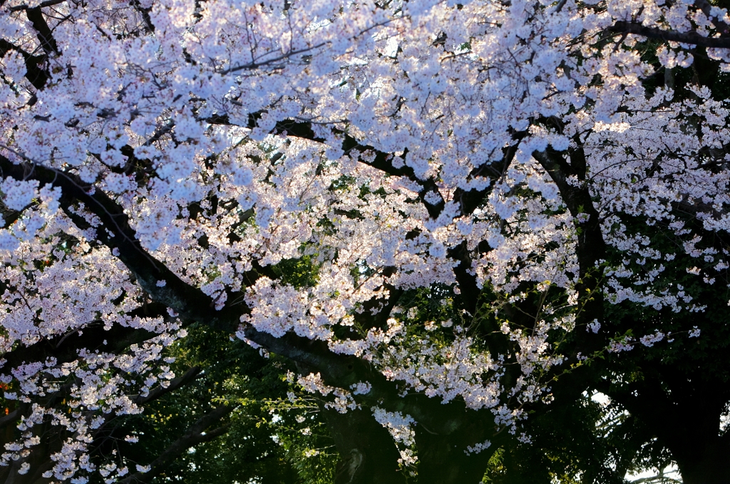 掃部山の桜2015