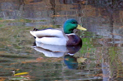 森林公園のカモ