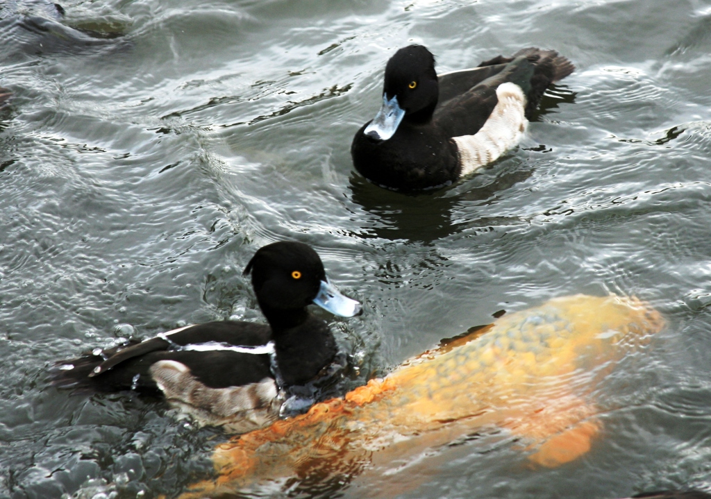 三渓園の水鳥222