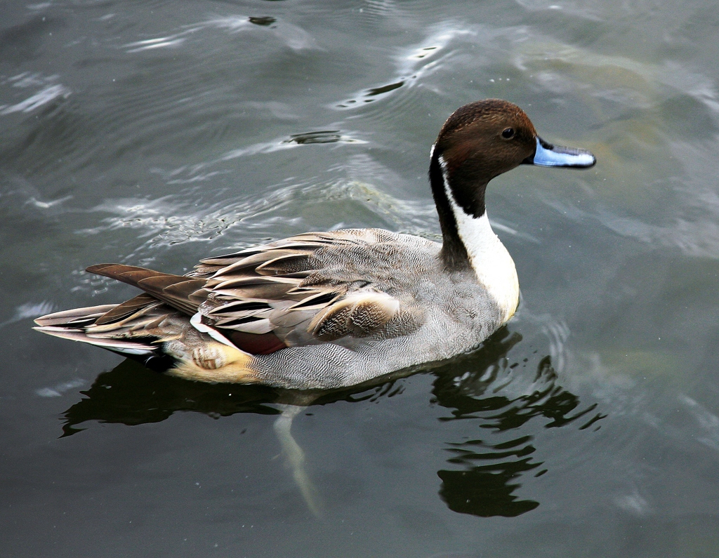 三渓園の水鳥111