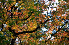 桜の秋