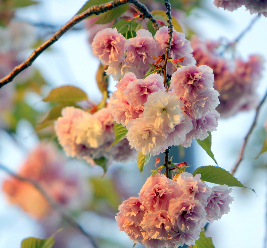 夕陽の八重桜