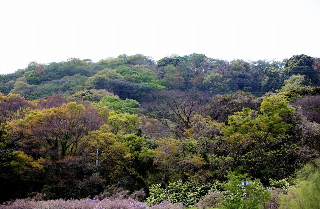 2015の青葉-1