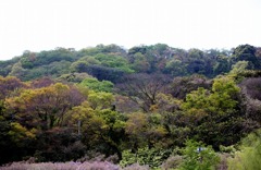 2015の青葉-1