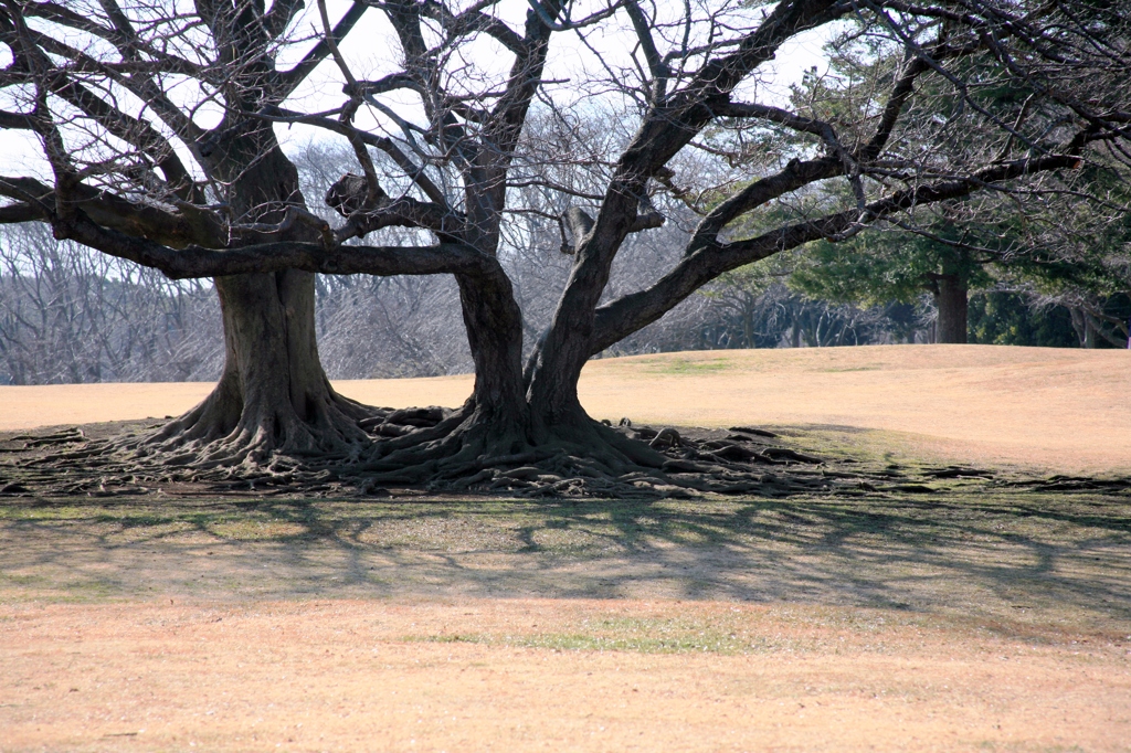 根岸森林公園の桜の樹