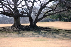 根岸森林公園の桜の樹