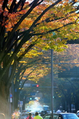 横浜紅葉111