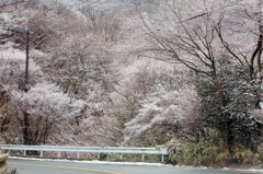 箱根の樹氷