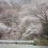 箱根の樹氷