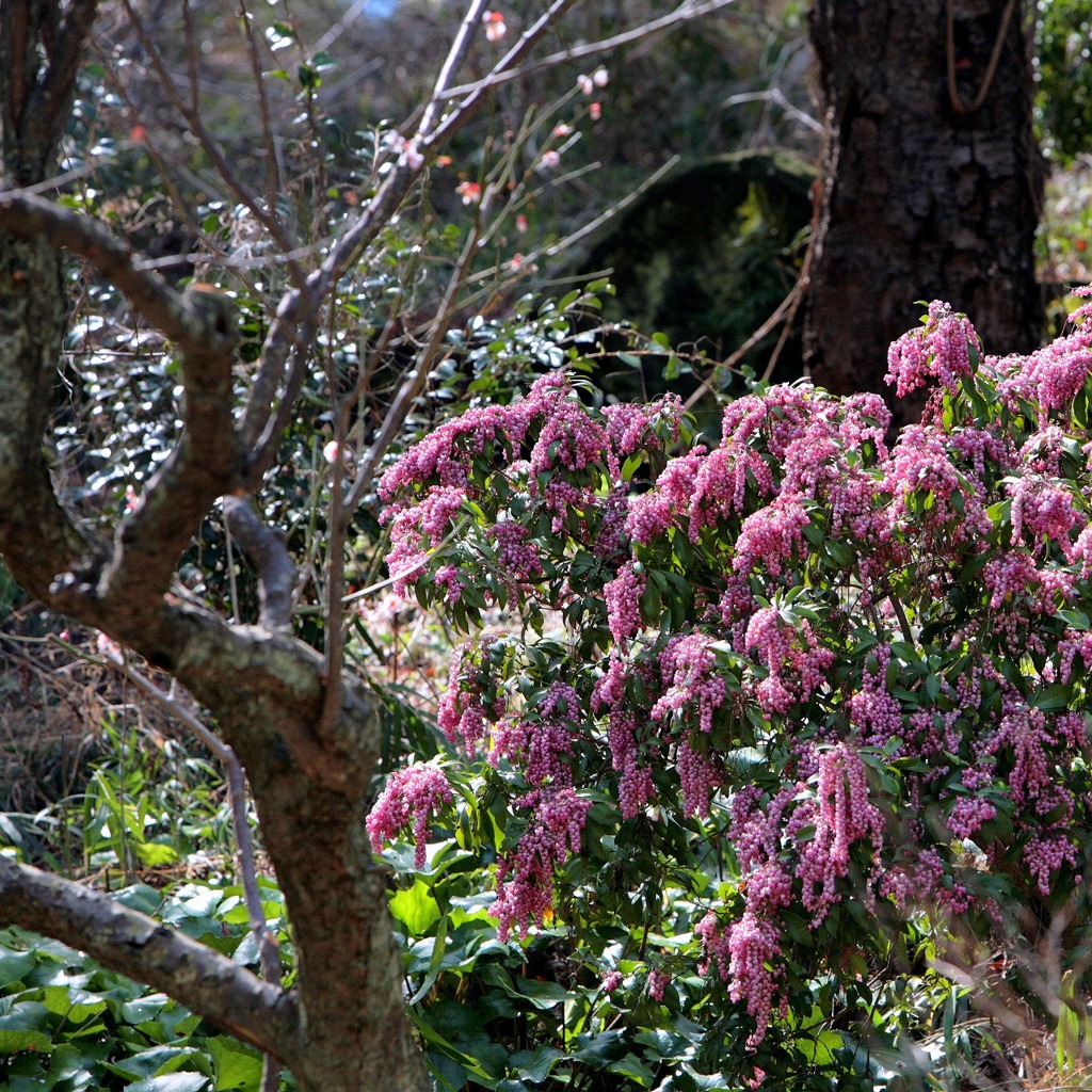 馬酔木の花 