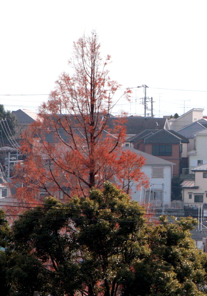 ２０１５紅葉888