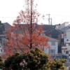 ２０１５紅葉888