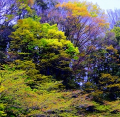 青葉青葉-3