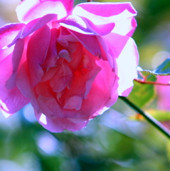 初夏の光の薔薇-3