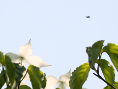 初夏の光の山法師-5