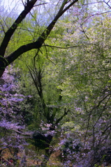 三ツ池の桜-1