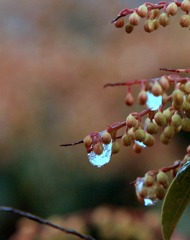 氷の涙のアセビ