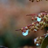 氷の涙のアセビ