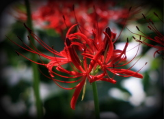 三ツ池の彼岸花-4