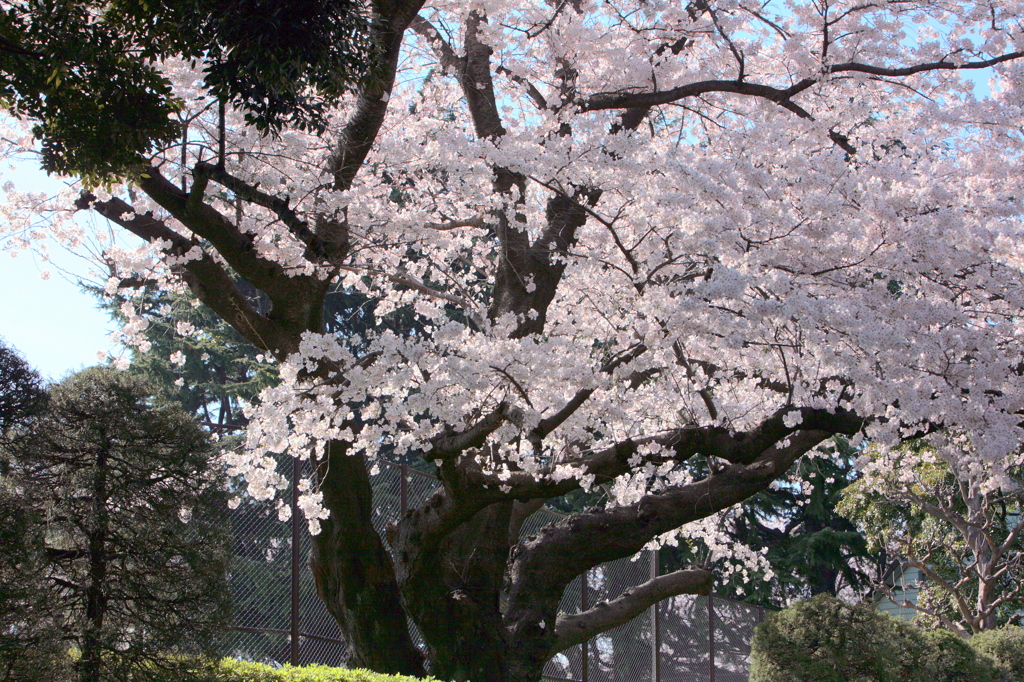 横浜の桜-2