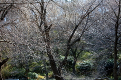 冬の陽 (1)