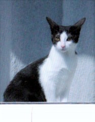 猫ちゃん肖像
