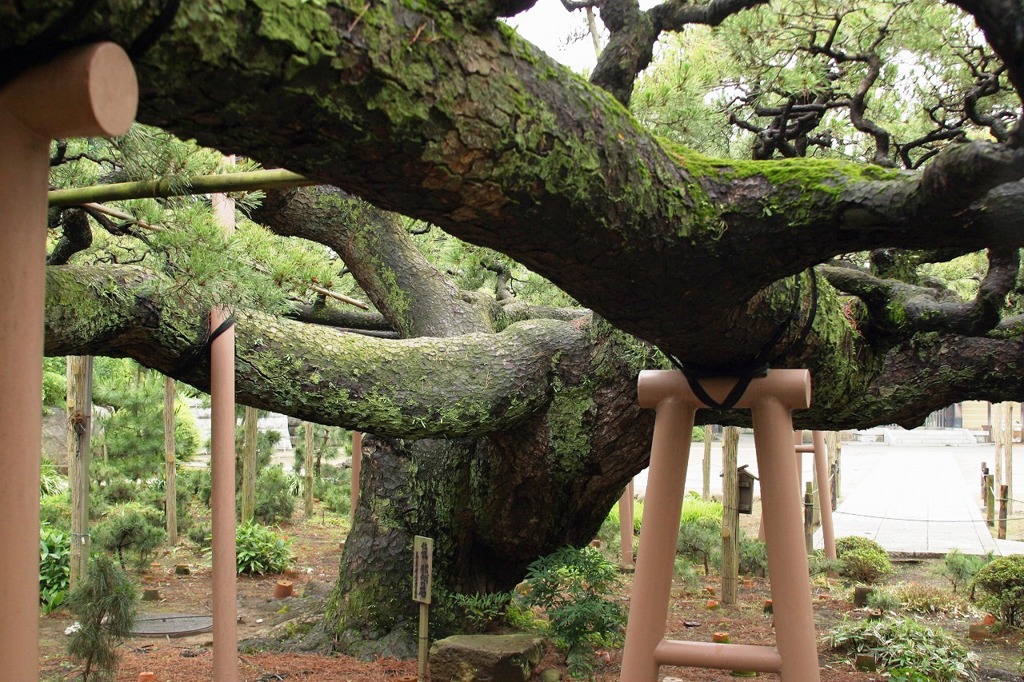 善養寺影向の松