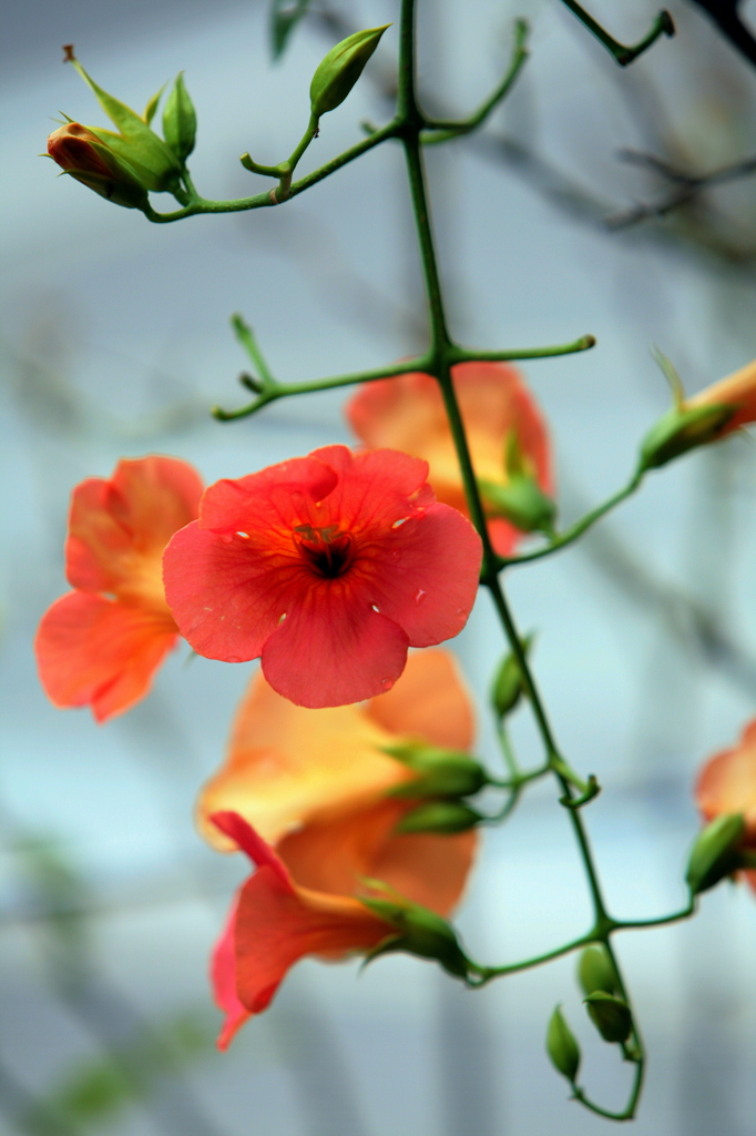 季節の花-1