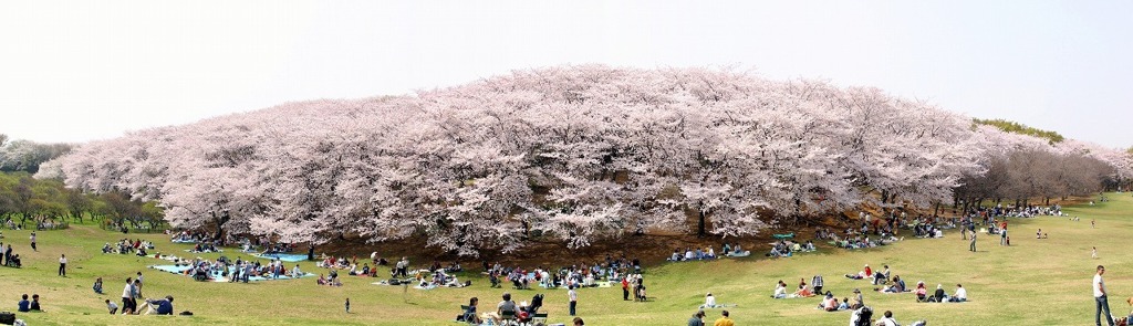 横浜開花予想４月1日