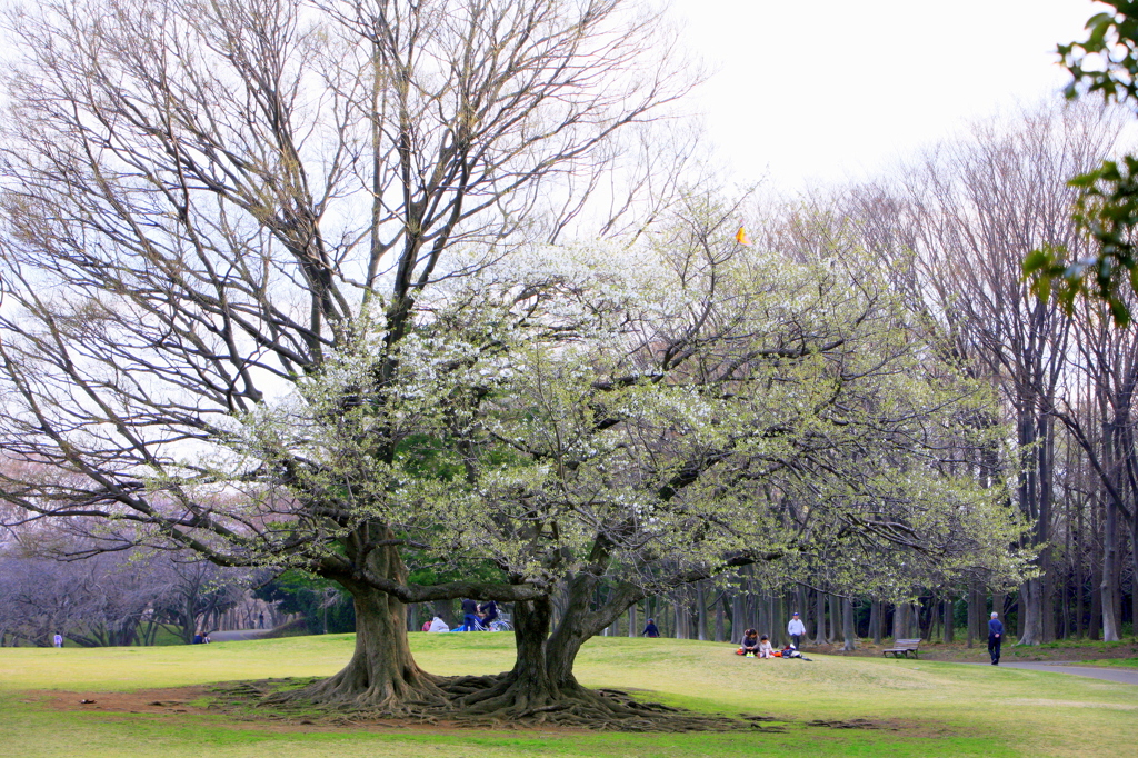 横浜・山桜開花