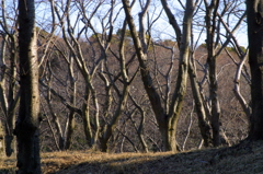 春待ち桜-1