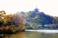 秋の三渓園222