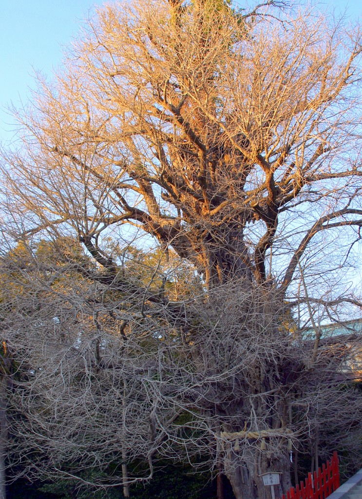 鎌倉八幡の大イチョウ