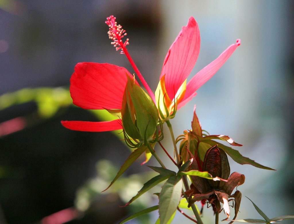 夏の終わりの詩333