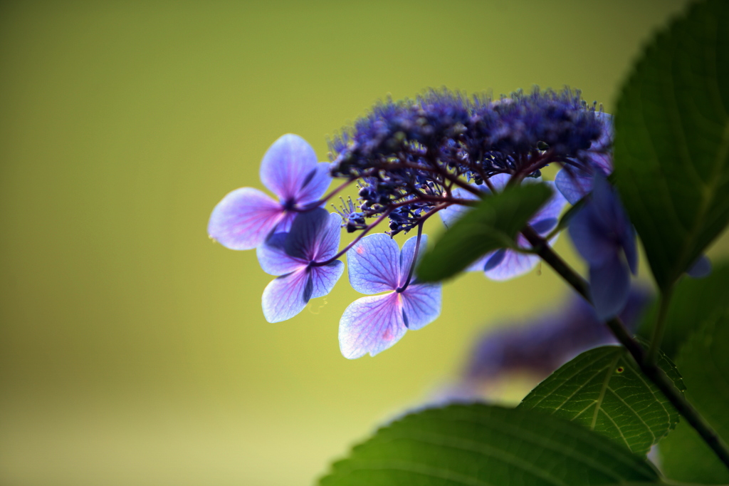 曇り空の紫陽花
