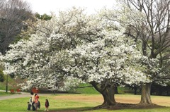 横浜根岸森林公園の桜-2