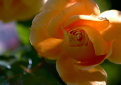 初夏の光の薔薇-2