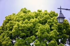 緑-2015-6