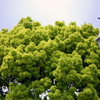 緑-2015-6