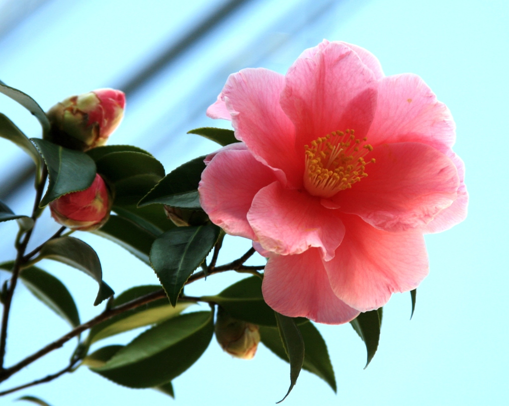 春はすぐそこ