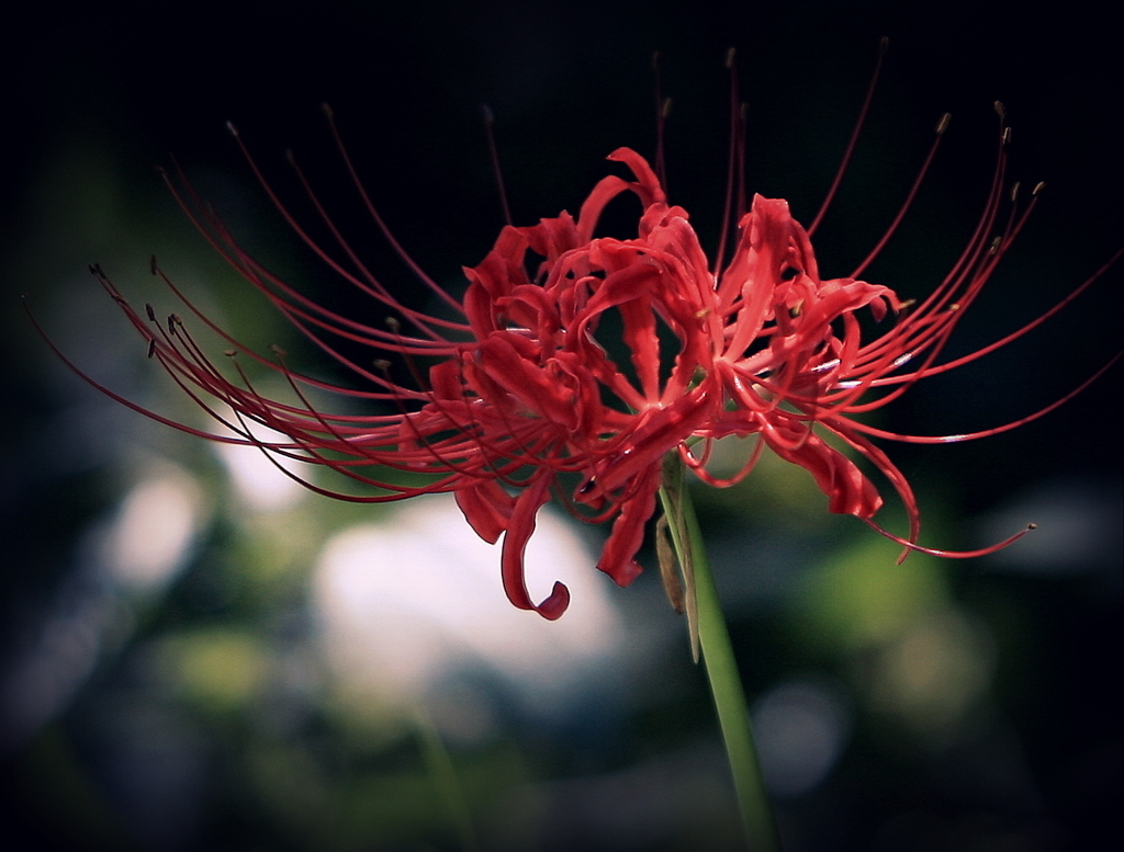 三ツ池の彼岸花-1
