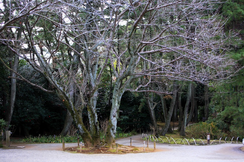 春待ち桜（於三渓園）